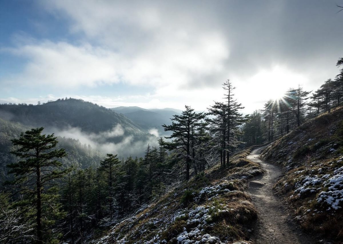 Туман над криптомериевым лесом на маршруте Kumano Kodo