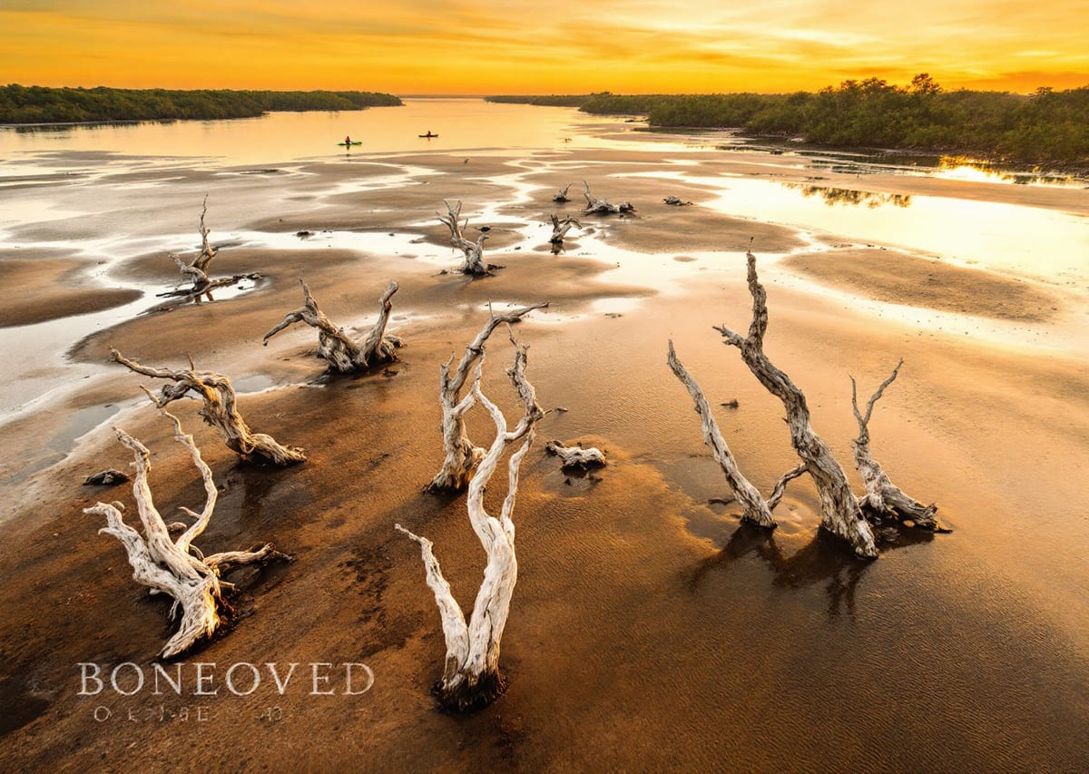 Сюрреалистичный пейзаж Boneyard Beach с выбеленными стволами деревьев на закате